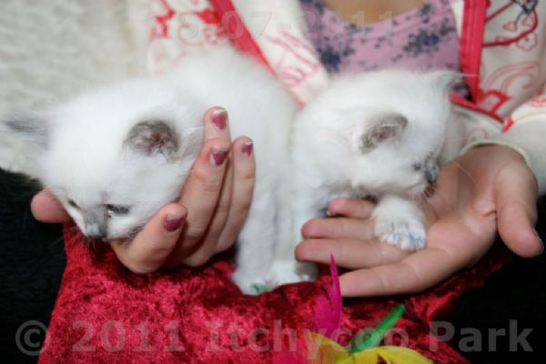 klik voor een vergroting