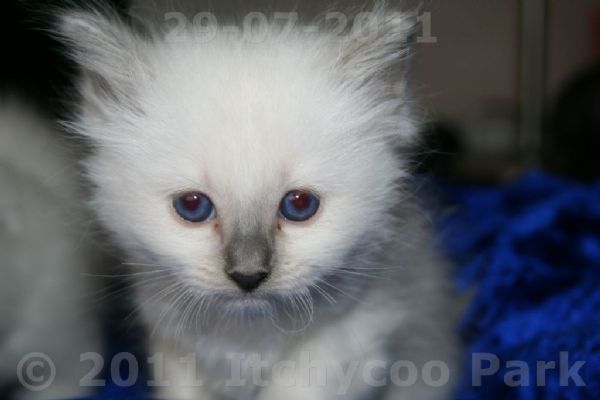 klik voor een vergroting