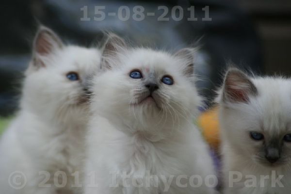 klik voor een vergroting