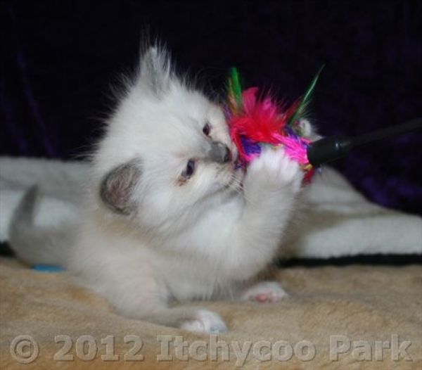 klik voor een vergroting