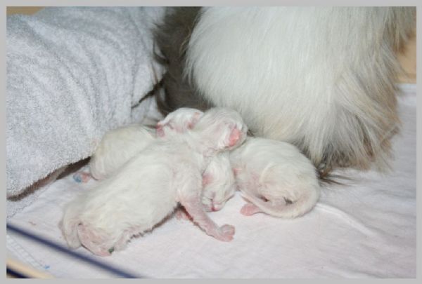 klik voor een vergroting