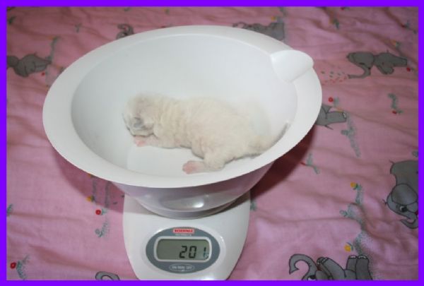 klik voor een vergroting