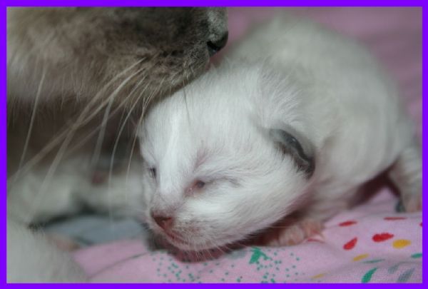 klik voor een vergroting