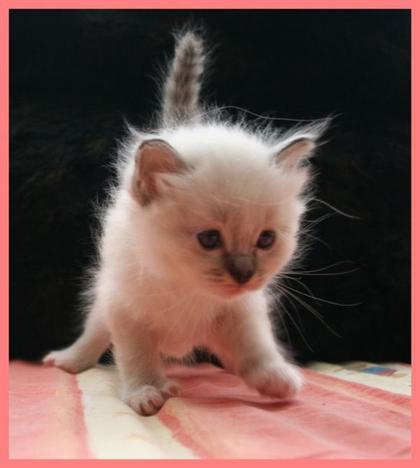 klik voor een vergroting