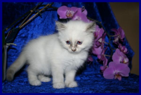 klik voor een vergroting